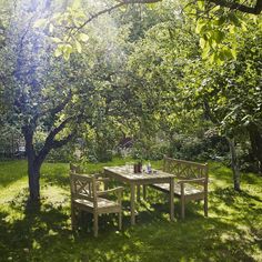 a picnic table and benches in the shade of an apple tree on a sunny day