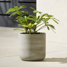 a potted plant sitting on top of a cement floor next to a door way