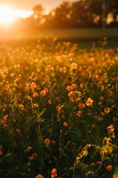 the sun shines brightly on some wildflowers in an open field at sunset