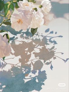 some white flowers and green leaves on a light colored surface with shadow from the sun