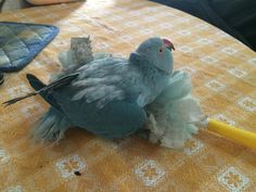 a blue bird sitting on top of a yellow table