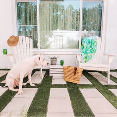 a white dog sitting on top of a green grass covered floor next to a chair