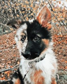 a dog is sitting on the ground in front of some trees and leaves, looking at the camera