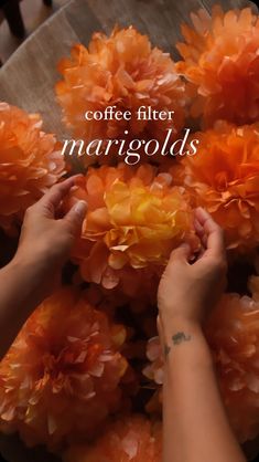 two hands reaching for orange flowers with the words coffee filter margolds above them