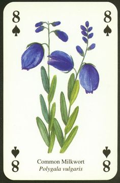 a card with blue flowers and green leaves on the front, which reads common milkwort polyglia valgaris