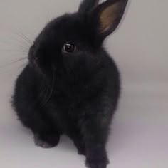 a small black rabbit sitting on top of a white table