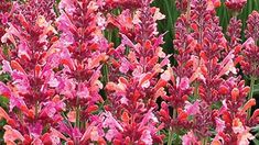 red and pink flowers are blooming in the garden