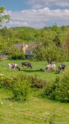 several cows grazing in a green field with houses in the backgrouds and trees