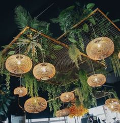 several hanging baskets with plants and lights above them