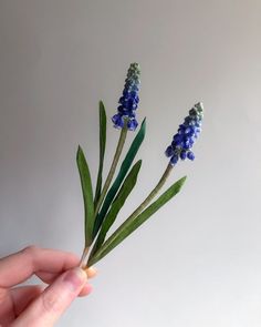 a hand is holding some blue flowers with green stems