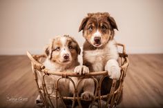 two brown and white dogs sitting in a basket