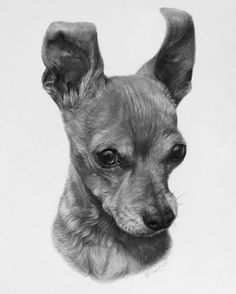 a black and white drawing of a small dog's head, looking at the camera