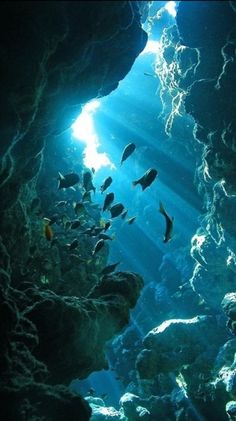 an underwater cave filled with lots of fish