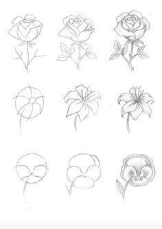 different types of flowers are shown in this drawing lesson for beginners to learn how to draw