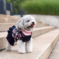 a dog wearing a sweater standing on some steps