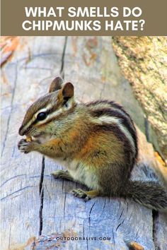 what smells do chipmuns hate on the side of a wooden plank with text that reads, what smells do chipmuns hate?