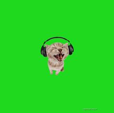 a cat with headphones on and mouth wide open in front of a green screen