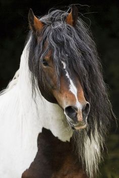 a brown and white horse with long hair