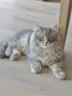 a fluffy cat laying on the floor next to a wooden table and chair looking at the camera