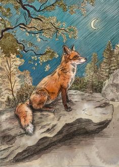 ink and watercolour illustration of a fox in the forest at night time sitting under the moon light Night Time Forest, Fox In The Forest, Forest At Night, Towel Animals, Art Fox, Under The Moonlight, Fox Painting, Fox Illustration, Ink And Watercolor