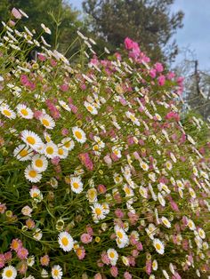 the flowers are blooming all over the field