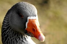 a close up of a duck with an orange beak