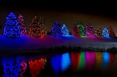 christmas lights on trees reflecting in water at night