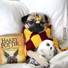 a pug dog with glasses and a harry potter scarf laying next to a stuffed animal