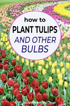 How To Plant Bulbs In The Fall For Lots Of Blooms In The Spring How To Plant Tulips, How To Plant Bulbs, When To Plant Tulips, Plant Tulips, Tulips And Daffodils, Spring Gardens, Plant Bulbs, Planting Tulips, House To Home