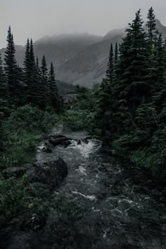 a river running through a lush green forest