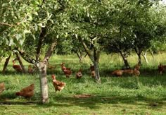 many chickens are in the grass near some trees