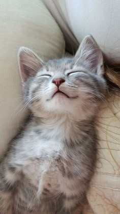 a small kitten sleeping on top of a couch