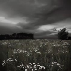 a field with white flowers under a cloudy sky