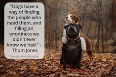 a dog and cat sitting on top of each other in the leaves with a quote about dogs