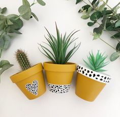 three potted plants sitting next to each other on top of a white countertop