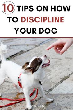 a small white and brown dog standing on top of a stone floor next to a person's hand