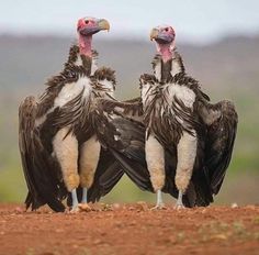 three vultures sitting on top of each other with the caption's above them