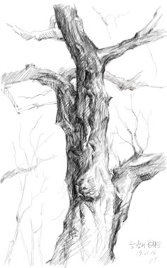 a pencil drawing of a tree trunk with no leaves on the top and bottom branches