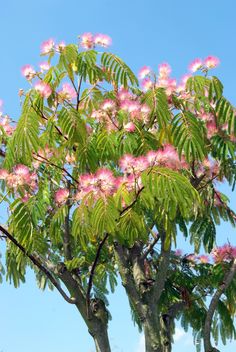 pink flowers are blooming on the branches of trees in front of a blue sky