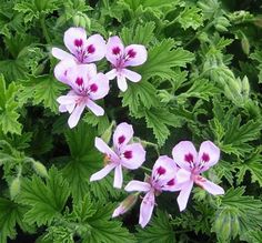 small pink flowers with green leaves in the background