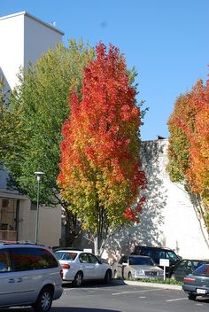 several cars parked in a parking lot near trees with orange and red leaves on them