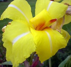 a yellow flower with white stripes on it