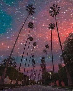 the night sky is filled with stars and palm trees