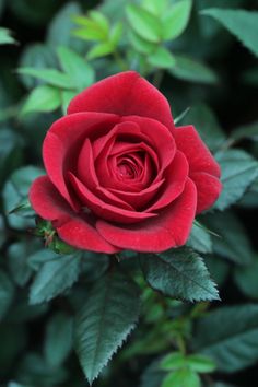 a red rose with green leaves in the background