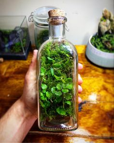 a person holding a glass bottle filled with green plants on top of a wooden table