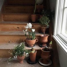 there are many potted plants on the stairs