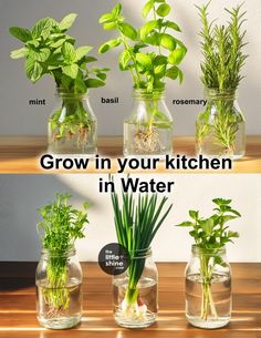 four glass vases with plants in them and the words grow in your kitchen in water