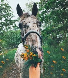 a person is petting a horse with flowers in its mouth and it's face