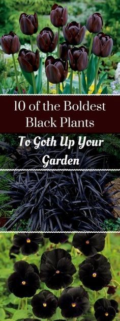 black flowers with the title 10 of the best black plants to get up your garden