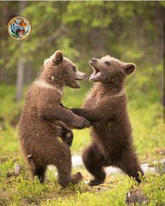 two brown bears playing with each other in the grass and trees behind them is a bear cub on its hind legs